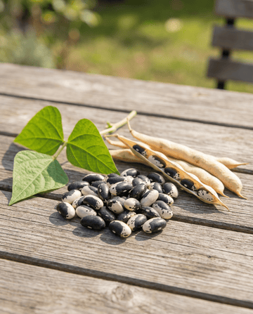 Bush Beans Yin Yang Dry Bean (Phaseolus vulgaris) – annual vegetable seeds from SeedsChoice