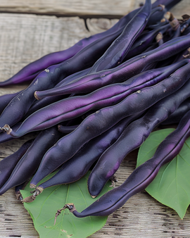 Pole Bean Seeds Blauhilde Phaseolus Vulgaris Annual Variety