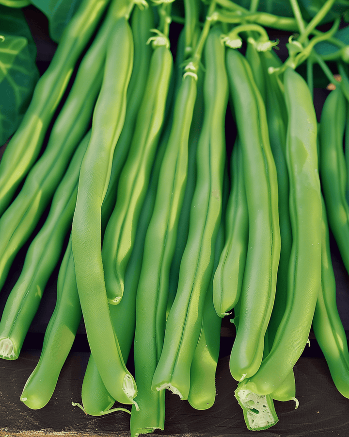 Bush Bean Kylian seeds (Phaseolus vulgaris) – annual vegetable