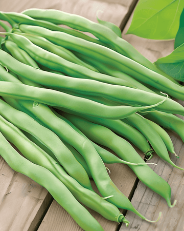 Bush Beans Delinel seeds (Phaseolus vulgaris) – annual vegetable