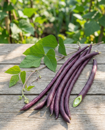 Long Yard Bean Purple Pod (Vigna sesquipedalis) – annual vegetable seeds from SeedsChoice