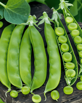Peas Marktveroveraar Seeds Pisum Sativum Annual Variety