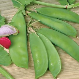 Sugar Peas Seeds Pisum Sativum Annual Grijze Roodbloeiende