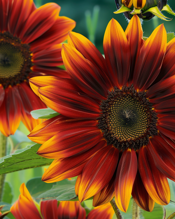 Sunflower Sunset Mixed seeds (Helianthus annuus) – annual flower