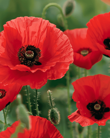 Corn Poppy Red seeds (Papaver rhoeas) – annual flower