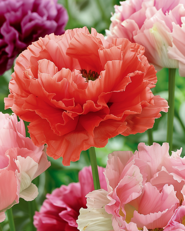 Poppy Mixed – annual flower seeds from SeedsChoice