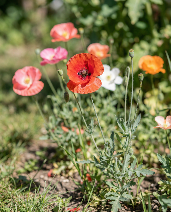 Poppy Single Flowered Mix seeds – annual flower
