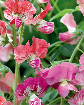 Sweet Pea Seeds Unwin's Striped Lathyrus Odoratus Annual Climber
