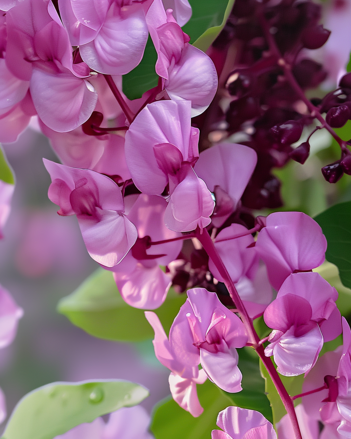 Hyacinth Bean Climber Lilac Pink seeds (Dolichos lablab) – annual climber