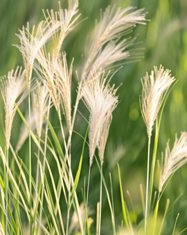 Mexican Feather Grass Seeds Stipa Tenuissima Perennial