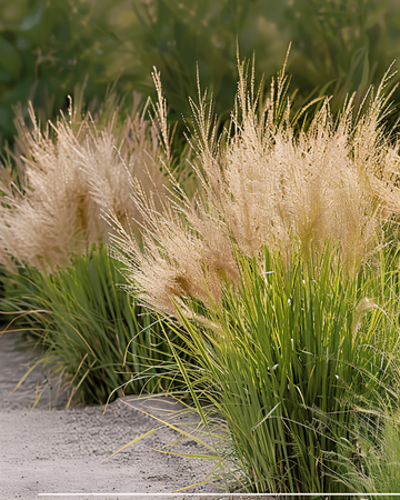 Prairie Dropseed Grass seeds (Sporobolus heterolepis) – perennial grass