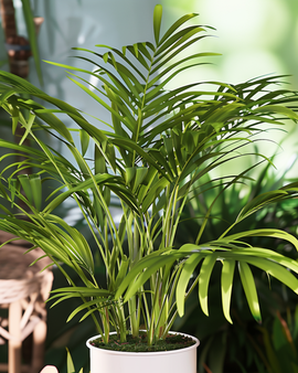 Neanthe Bella Palm Seeds Chamaedorea Elegans Perennial