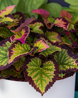 Coleus Seeds Coleus Blumei Rainbow Mix Perennial