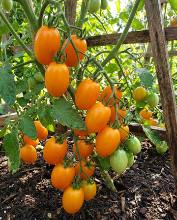Cherry Tomato Dolly F1 seeds (Solanum lycopersicum) – annual vegetable