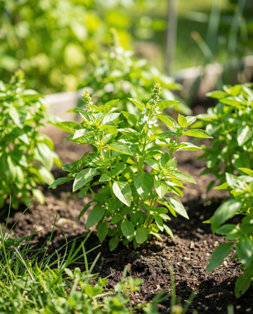 Lemon Basil Microgreens (Ocimum basilicum) – annual microgreens seeds from SeedsChoice
