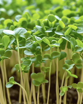 Cress Seeds Microgreens Lepidium Sativum Annual