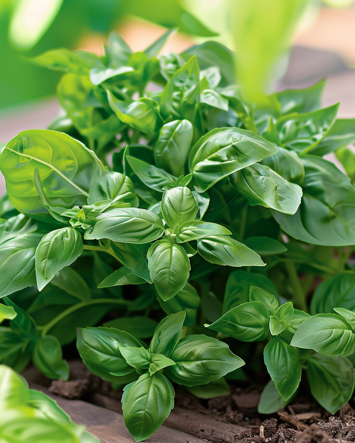 Basil Bascuro Greek seeds (Ocimum basilicum) – annual