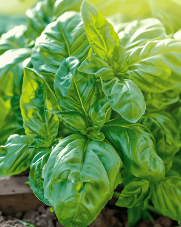 Napolitano Basil Lettuce Leaved seeds (Ocimum basilicum) – annual vegetable