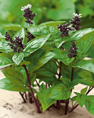 Thai Basil seeds (Ocimum basilicum) – annual herb