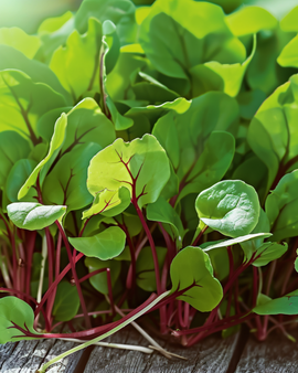 Red Veined Sorrel Seeds Rumex Sanguineus Microgreens Annual Herb