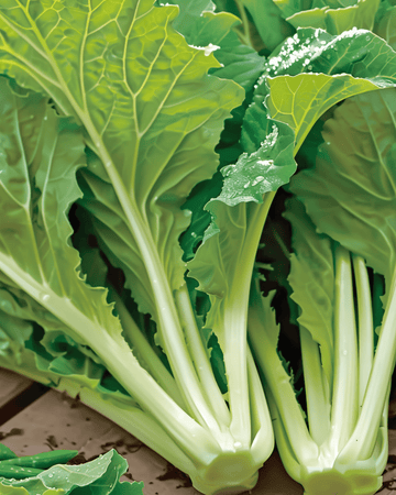 Amsoi seeds (Brassica juncea) – annual vegetable