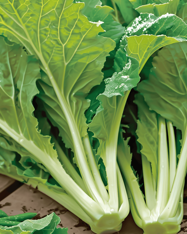 Amsoi seeds (Brassica juncea) – annual vegetable