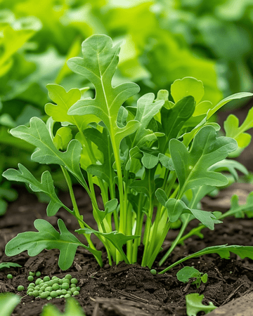 Rocket Guinea Pig Feed Mix seeds (Eruca sativa) – annual vegetable