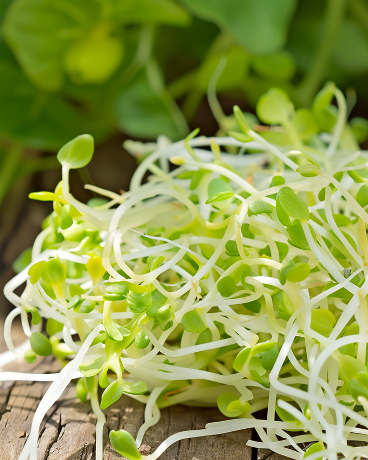 Alfalfa Sprouting Microgreens seeds (Medicago sativa) – organic annual sprouting seeds