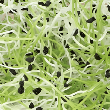 Leek Sprouting seeds (Allium porrum) – organic annual sprouting seeds