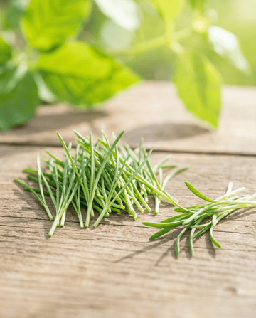 Leek Sprouting (Allium porrum) – organic annual sprouting seeds from SeedsChoice