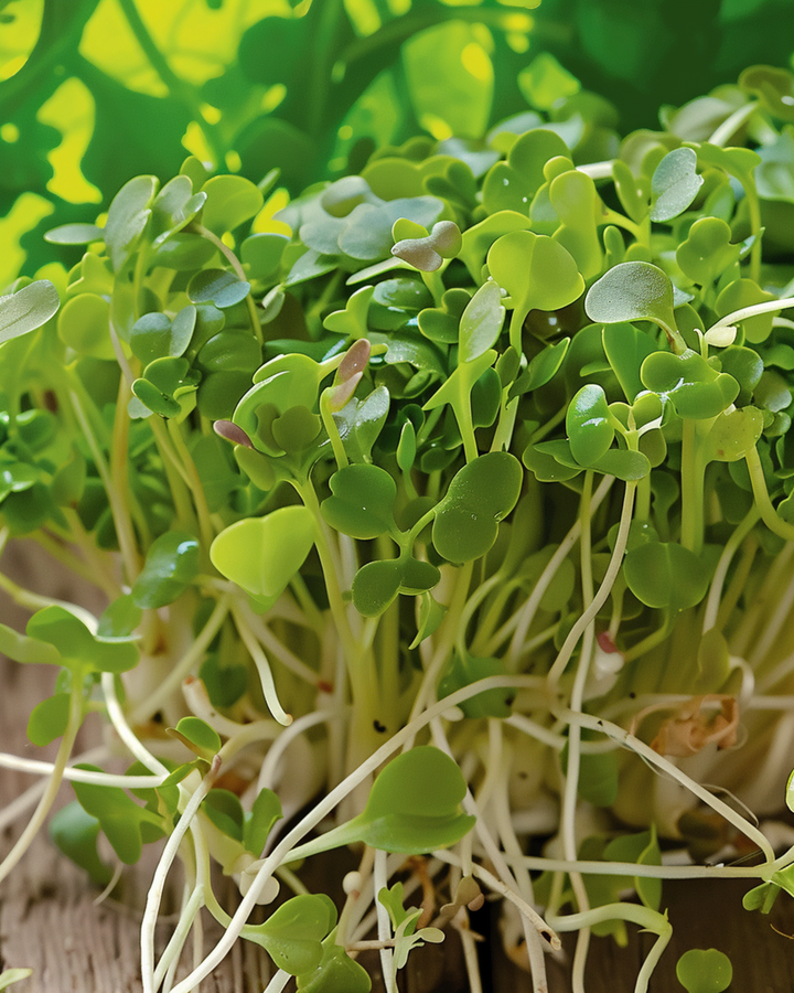 Broccoli Sprouting seeds (Brassica oleracea) – organic annual sprouting seeds