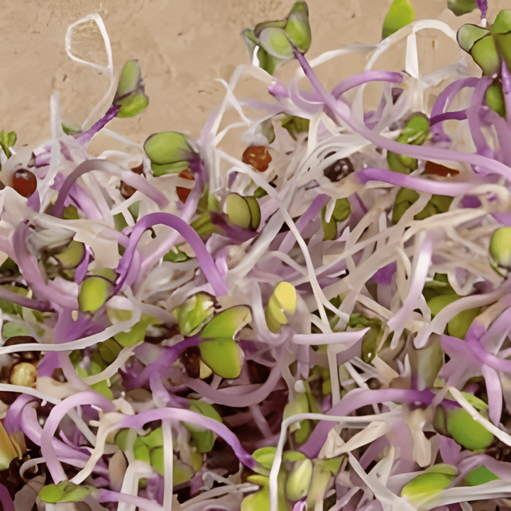 Kohlrabi Sprouting Purple seeds (Brassica oleracea) – organic annual sprouting seeds