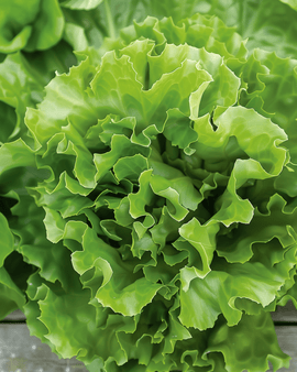 Endive Seeds Cichorium Endivia Annual Batavian Green 2