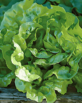 Lettuce Milan Seeds Lactuca Sativa Annual Pelleted Variety