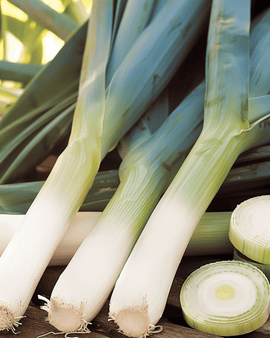 Leek Seeds Farinto Allium Porrum Pelleted Annual Winter Variety