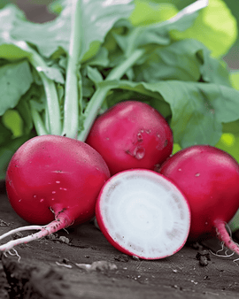 Radish Saxa 2 Seeds Raphanus Sativus Annual Pelleted