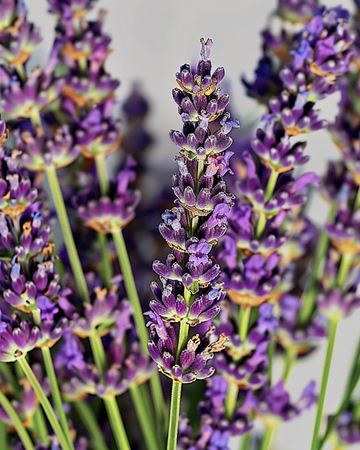 Lavender seeds (Lavandula angustifolia) – perennial herb