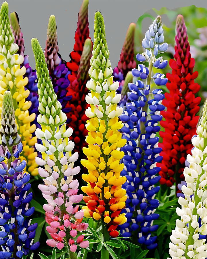 Lupin Multicolor 120cm seeds (Lupinus hartwegii) – perennial mix