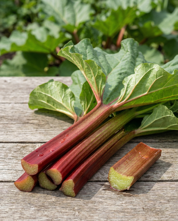 Rhubarb (Rheum rhabarbarum) – perennial vegetable seeds from SeedsChoice