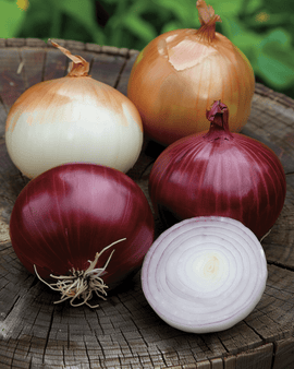 Onion Seeds Allium Cepa Biennial Mix Tris Di Cipolle
