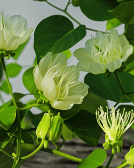 Capers Seeds Capparis Spinosa Perennial Herb