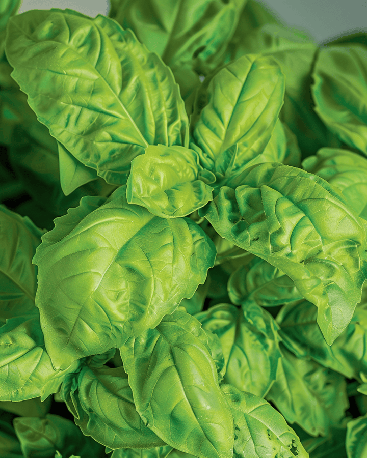 Basil A Foglie Di Lattuga seeds (Ocimum basilicum) – annual herb