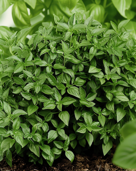 Fine Green Bush Basil Seeds Ocimum Basilicum Annual