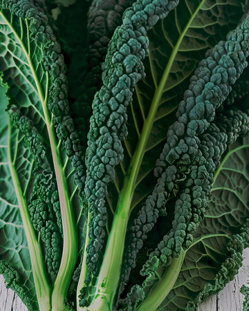 Kale Nero Di Toscana seeds (Brassica oleracea) – annual vegetable