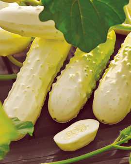 Cucumber White Wonder Seeds Cucumis Sativus Annual Variety