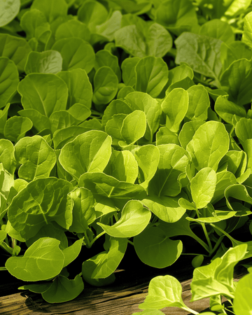 Leaf Chicory Zuccherina Di Trieste seeds (Cichorium intybus) – annual vegetable