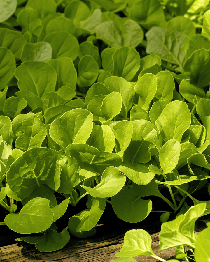 Leaf Chicory Zuccherina Di Trieste seeds (Cichorium intybus) – annual vegetable