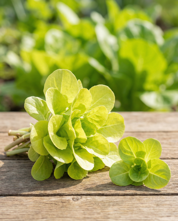 Leaf Chicory Zuccherina Di Trieste (Cichorium intybus) – annual vegetable seeds from SeedsChoice