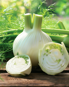 Fennel Montebianco Seeds Foeniculum Vulgare Vegetable Variety