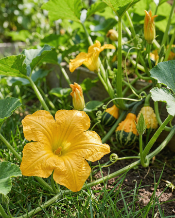 Ornamental Gourd Autumn Decor (Cucurbita pepo) – annual mix seeds from SeedsChoice